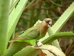 Poicephalus cryptoxanthus cryptoxanthus