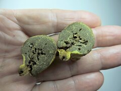 Truncocolumella citrina