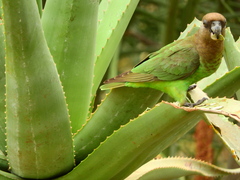 Poicephalus cryptoxanthus cryptoxanthus