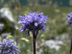 Globularia cordifolia