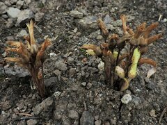 Aphyllon franciscanum