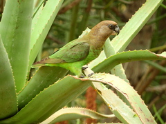Poicephalus cryptoxanthus cryptoxanthus