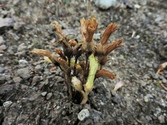 Aphyllon franciscanum