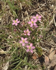 Centaurium tenuiflorum