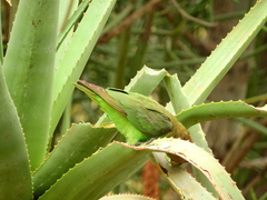 Poicephalus cryptoxanthus cryptoxanthus