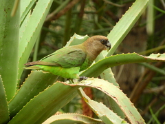 Poicephalus cryptoxanthus cryptoxanthus