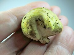 Truncocolumella citrina