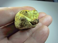 Truncocolumella citrina