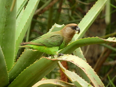 Poicephalus cryptoxanthus cryptoxanthus