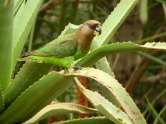 Poicephalus cryptoxanthus cryptoxanthus