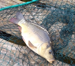 Cyprinus carpio carpio