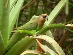 Poicephalus cryptoxanthus cryptoxanthus