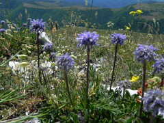 Globularia cordifolia