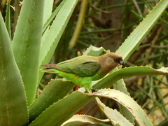 Poicephalus cryptoxanthus cryptoxanthus
