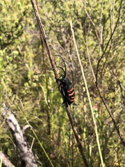 Ceroplesis capensis