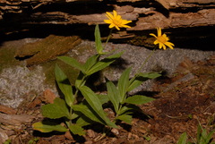 Arnica lanceolata prima