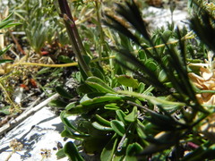 Globularia cordifolia