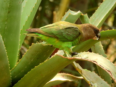 Poicephalus cryptoxanthus cryptoxanthus