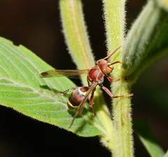 Polistes stigma townsvillensis