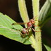Polistes stigma townsvillensis - Photo (c) Reiner Richter, some rights reserved (CC BY-NC-SA), uploaded by Reiner Richter