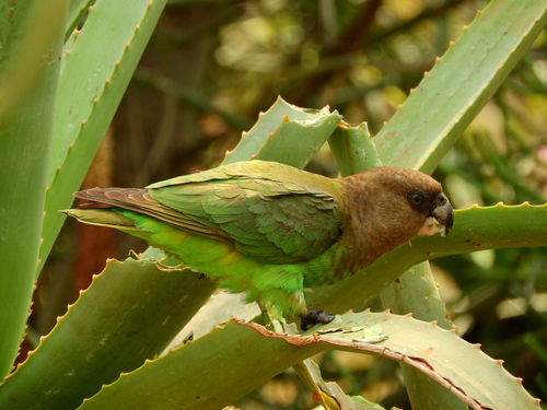Brown-headed Parrot