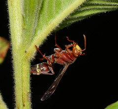 Polistes stigma townsvillensis