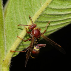 Polistes stigma townsvillensis