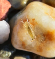 Platorchestia platensis