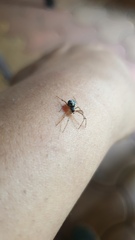 Gibbaranea bituberculata
