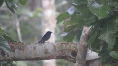 Niltava macgrigoriae