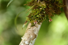 Platystele caudatisepala