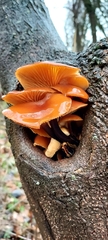 Flammulina velutipes