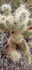 Cylindropuntia bigelovii