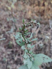 Buddleja sessiliflora