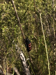 Ceroplesis capensis