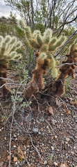 Cylindropuntia bigelovii