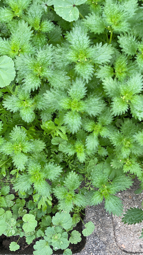 Urtica urens iNat (2)
