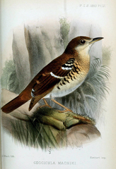 Fawn-Breasted Thrush photo 3