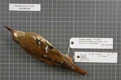 Fawn-Breasted Thrush photo 4