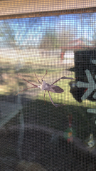 Acanthocephala declivis