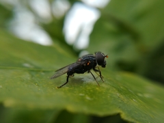 Helophilus hochstetteri