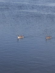 Branta canadensis