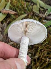 Amanita marmorata