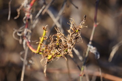 Rose rosette emaravirus