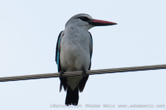 Halcyon senegalensis