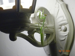 Stagmatoptera septentrionalis