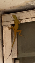 Anolis distichus