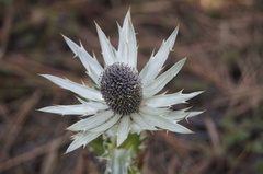 Eryngium proteiflorum