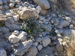 Lyrocarpa coulteri