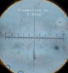 Flammulina velutipes